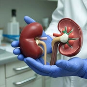 Doctor consulting patient about kidney medication and renal care